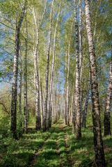 Fototapeta na wymiar Silver Birch (Betula pendula) in deciduous forest