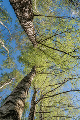 Silver Birch (Betula pendula) in deciduous forest