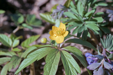 Yellow Wood Anemone (Anemonoides ranunculoides) in forest