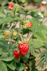 Wild Strawberry (Fragaria vesca) in orchard