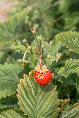 Wild Strawberry (Fragaria vesca) in orchard