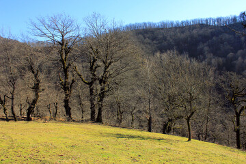 Green meadow in the spring forest.