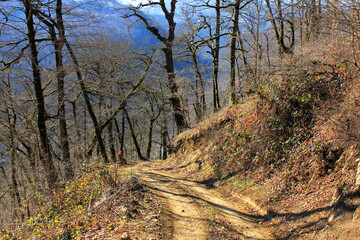 Beautiful road in the autumn forest.