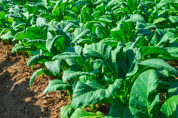 .Raw tobacco leaves in tobacco farms