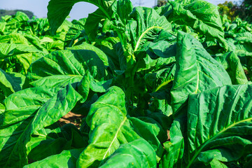 .Raw tobacco leaves in tobacco farms