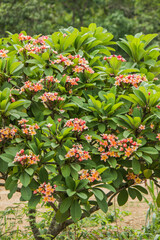 It is the national flower of Laos. And found the way up the relics at Luang Prabang Plumeria