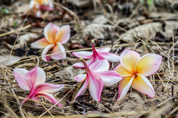 Falling flowers sprinkled on the ground.