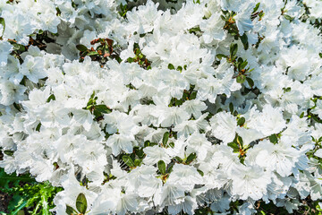 Natural background of fresh white spring rhododendron flowers. Azalea bush in May