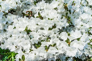 Papier Peint photo Lavable Azalée Natural background of fresh white spring rhododendron flowers. Azalea bush in May