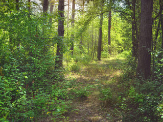 Fototapeta na wymiar Leafy forest in a summer sunny day. Nature background. 