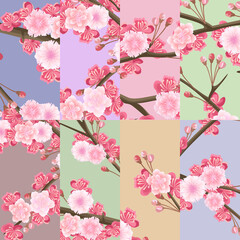 Sakura flowers, seamless pattern on colorful background, vector illustration.