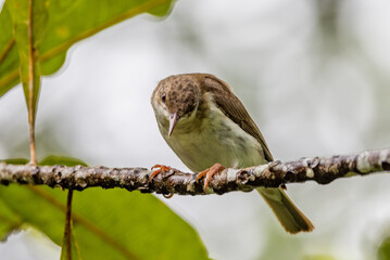 Brown-backed Honeyeater in Queensland Australia