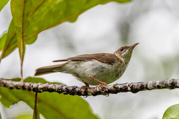 Brown-backed Honeyeater in Queensland Australia