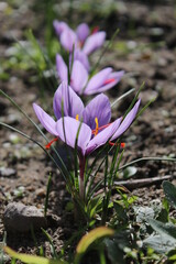 Safran - Fleur de Crocus sativus