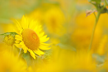 ひまわり　ディズニーシー