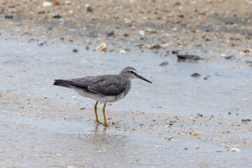 Grey-tailed Tattler in Queensland Australia