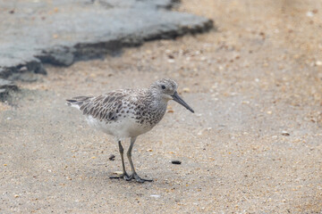 Great Knot in Queensland Australia