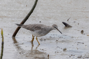Grey-tailed Tattler in Queensland Australia