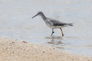 Grey-tailed Tattler in Queensland Australia