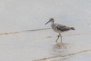 Grey-tailed Tattler in Queensland Australia