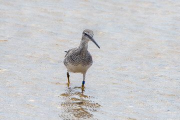 Grey-tailed Tattler in Queensland Australia
