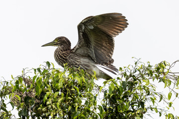 Nankeen Night Heron in Queensland Australia