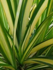 Green and yellow natural pattern of leaves