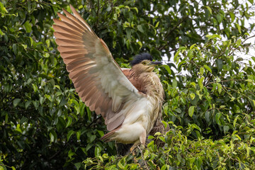 Nankeen Night Heron in Queensland Australia