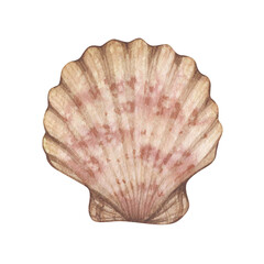 Watercolor illustration with vintage seashell isolated on white background. Marine collection.