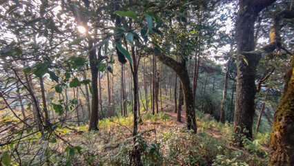 Fototapeta premium Photo of forest. Nature background.