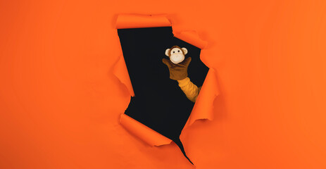 Soft puppet toy on hand sticking out of hole of orange background. Puppet monkey. Concept of puppet show.