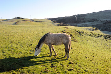 ドゥーリンの馬
