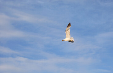 seagull flies up in the blue sky in summer with some white clouds