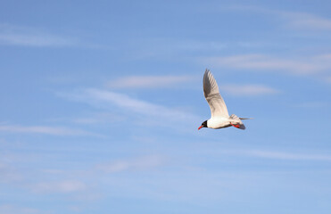 seagull with black head flying in the blue sky
