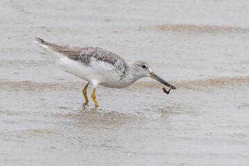 Nordmann's Greenshank in Queensland Australia