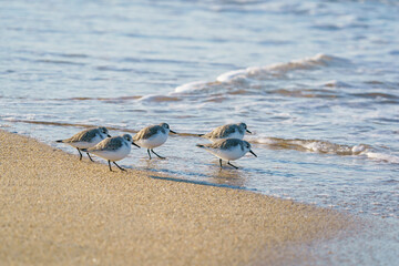Sanderling (Calidris alba) feeding on the sand beach by the sea