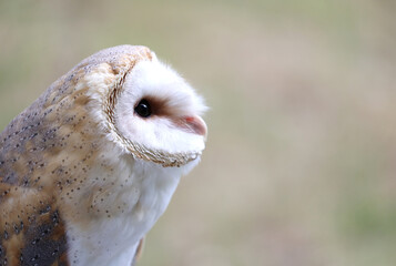Young barn owl with black eyes