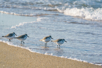 Sanderling (Calidris alba) feeding on the sand beach by the sea