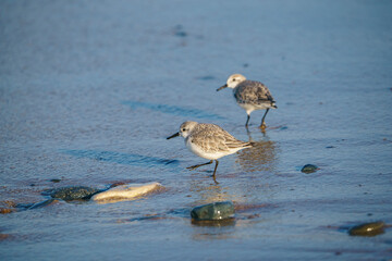 Sanderling (Calidris alba) feeding on the sand beach by the sea