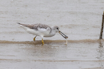 Nordmann's Greenshank in Queensland Australia