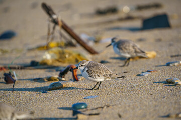 Sanderling (Calidris alba) feeding on the sand beach by the sea