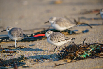 Sanderling (Calidris alba) feeding on the sand beach by the sea