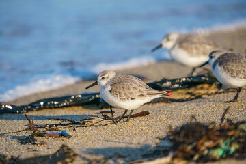 Sanderling (Calidris alba) feeding on the sand beach by the sea