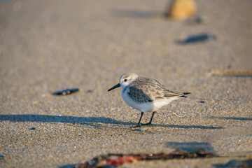 Sanderling (Calidris alba) feeding on the sand beach by the sea