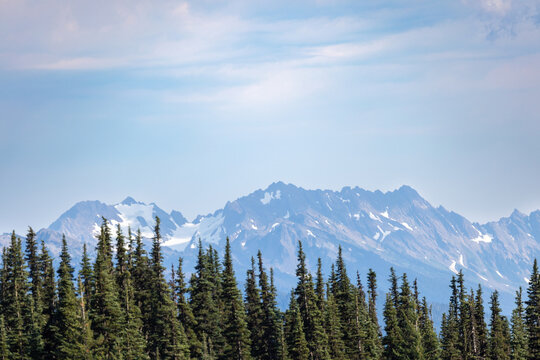 row of large pine trees in front of a mountain range © Taya