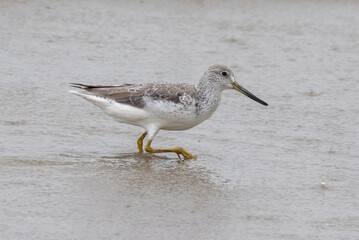 Nordmann's Greenshank in Queensland Australia