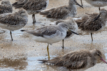 Nordmann's Greenshank in Queensland Australia