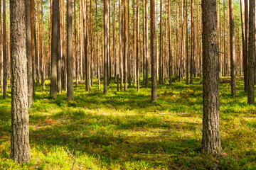 Fototapeta na wymiar Coniferous green pine forest landscape in summer, Karelia, Russia