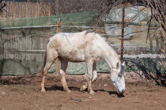 horizontal photo of a walking white horse with its head down