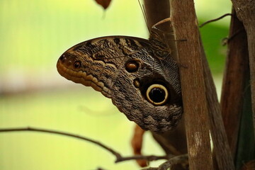 Butterfly looks like a lizard
